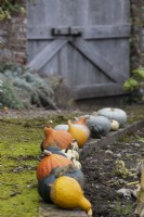 A variety of squashes in a row, ripening, line the edge of a moss covered and curved path. A large, weathered, double, wooden gate is in the background. Regncy House, Devon NGS garden. Autumn