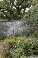 A view over a variety of an autumn flowers border and foliage towards an old stone wall with a large old oak tree above the wall. Regency House, Devon NGS garden. Autumn