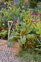 Raised bed full of growing herbs and vegetables. Plants are Swiss chard, basil, sweet peppers, beetroot and tomatoes. Beside are annual flowers to attract beneficial insects - French marigold and Cosmos bipinnatus.