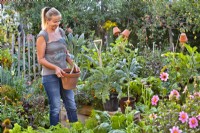 Woman planting kale ' Nero di Toscana' in gap for winter harvest.