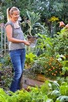 Woman planting kale ' Nero di Toscana' in gap for winter harvest.