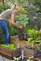 Woman filling gap in raised bed with curly kale for winter harvest.
