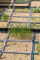 Seedlings of Elymus canadensis 'Icy Blue'  in the Cold Frame