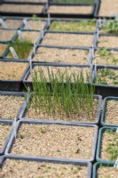 Seedlings of Elymus canadensis 'Icy Blue'  in the Cold Frame