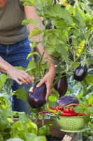 Woman harvesting aubergine.