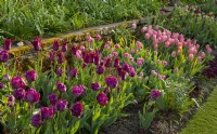 A border of multi coloured Tulipa at Chenies Manor including Tulipa 'Negrita Double', 'Merlot', 'Finola' and 'Salmon Prince.'