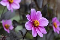 Dahlia flowers, Happy Single Juliet. Selective focus. Regency House, Devon NGS garden. Autumn