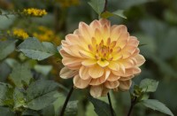 Dahlia, flower and foliage, Pam Howden. Regency House, Devon NGS garden. Autumn