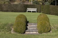 A flight of steps between two levels of lawn is edged with four topiary box domes on either side. A wooden bench sits in the background beside a clipped box hedge. Regency House, Devon NGS garden. Autumn