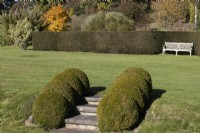 A flight of steps between two levels of lawn is edged with four topiary box domes on either side. A wooden bench sits in the background beside a clipped box hedge. Regency House, Devon NGS garden. Autumn