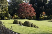 Varying levels in a large lawn are joined by steps lined with topiary box domes. A tree, acer palmatum, with red foliage is in the background. Regency House, Devon NGS garden. Autumn