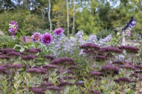 Sedum purpureum, Live Forever, in foreground, with pink dahlia, Mambo, and Michalemas daisies, Aster, in background, Regency House, Devon NGS garden. Autumn