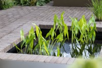 Sagittaria latifolia - Arrowhead foliage in a pond - Macmillan Legacy Garden: Gift the Future - RHS Hampton Court Flower Festival 2022