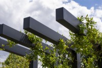 Contemporary pergola with climbing Trachelospermum jasminoidies - John King Brain Tumour Foundation Garden, RHS Hampton Court Palace Garden Festival 2022