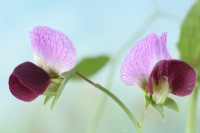Pisum sativum  'Shiraz'  Mangetout pea flowers  June
