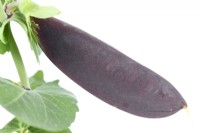 Pisum sativum  'Shiraz'  Mangetout pea July
