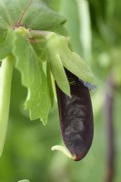 Pisum sativum  'Shiraz'  Young mangetout pea pod  July
