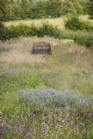 Wildflower meadow full of tufted vetch and knapweed at Cow Close Cottage, North Yorkshire in July
