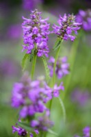 Betonica officinalis 'Hummelo' in July