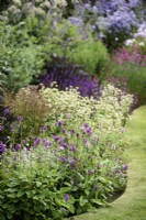 Border of herbaceous perennials at Cow Close Cottage, North Yorkshire in July with Betonica officinalis 'Hummelo' in the foreground.