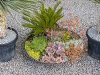 Metal bowl container or firepit planted with a Cycad and succulents