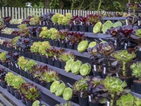 Aeonium for sale in the surreal Succulents Nursery. Potted plants sales area