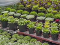 Aeoniums for sale in the nursery. potted plants sales area