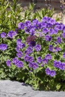 Geranium x magnificum Rosemoor, summer June