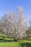 Prunus nipponica var. kurilensis - Kurile cherry, Japanese alpine cherry.  March