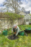 Morus nigra 'King James' - black mulberry 'Chelsea'. Planting a container grown mulberry tree in a garden. March.  Step 3. Dig a hole large enough to comfortably accommodate the root ball and test the size of the hole for size before removing the container.