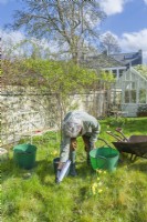 Morus nigra 'King James' - black mulberry 'Chelsea'. Planting a container grown mulberry tree in a garden. March. Step 1. Positioning the tree and marking a circle 1.2 m diameter within which the turf will be removed.