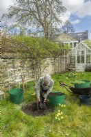 Morus nigra 'King James' - black mulberry 'Chelsea'. Planting a container grown mulberry tree in a garden. March. Step 10. Fill in around the roots in stages ensuring that the soil is gently settled and firmed as you go.