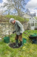 Morus nigra 'King James' - black mulberry 'Chelsea'. Planting a container grown mulberry tree in a garden. March.  Step 10. Fill in around the roots in stages ensuring that the soil is gently settled and firmed as you go.