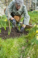 Man replanting freshly divided clumps of narcissus bulbs around the base of newly planted mulberry tree. Morus nigra 'King James' - black mulberry 'Chelsea'. March