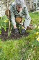 Man replanting freshly divided clumps of narcissus bulbs around the base of newly planted mulberry tree. Morus nigra 'King James' - black mulberry 'Chelsea'. March