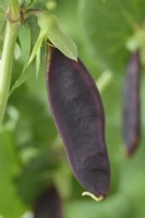 Pisum sativum  'Shiraz'  Mangetout pea July
