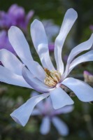 Magnolia x loebneri 'Leonard Messel'