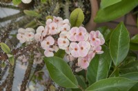 Euphorbia milii - May