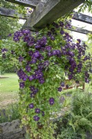 Clematis viticella 'Etoile Violette' climbing up a brick pergola at Winterbourne Botanic Garden - June