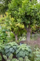 Citrus tree in a lead planter surrounded by mix of grasses and brassicas - RHS COP26 Garden, RHS Chelsea Flower Show 2021