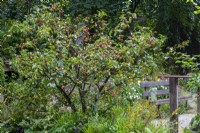 Crab apple, Malus sylvestris laden with fruit - Guide Dogs 90th Anniversary Garden, RHS Chelsea Flower Show 2021