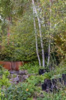 Betula pendula in a woodland style garden with copper tank water feature, ferns and charred posts - The Yeo Valley Organic Garden, RHS Chelsea Flower Show 2021