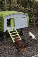 Eglu chicken coop with handsome cockerel Mr. Cockerdoodle and his brood of hens.