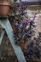 Flowering purple basil growing in terracotta pots displayed on a rustic wooden ladder