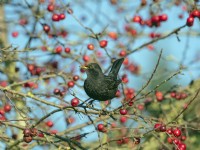 Blackbird Turdus merula male feeding on crab apples