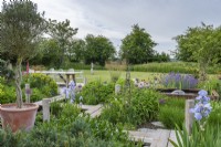 Leading to a terrace, a wooden walkway zig-zags through borders of Iris 'Jane Phillips', euphorbia, allium, geum and catmint. Olive tree in pot.