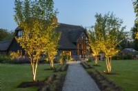 Uplighters are directed into Prunus sargentii beside a path leading to a contemporary terrace edged in perennials, outside a converted barn.