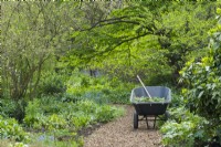 Heavy duty two wheeled barrow parked in a woodland Garden. April