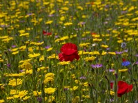 Wild flower meadow with Corn daisy - Glebionis segetum, Corn Poppy -Papaver rhoeas, blue cornflower Centaurea  cyanus and Agrostemma githago - Corncockle