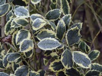 Ilex aquifolium Argentea Marginata covered in frost January